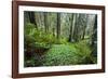 Redwood Trees in Morning Fog with Sunrays-Terry Eggers-Framed Photographic Print