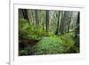 Redwood Trees in Morning Fog with Sunrays-Terry Eggers-Framed Photographic Print