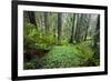 Redwood Trees in Morning Fog with Sunrays-Terry Eggers-Framed Photographic Print