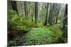 Redwood Trees in Morning Fog with Sunrays-Terry Eggers-Mounted Photographic Print