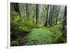 Redwood Trees in Morning Fog with Sunrays-Terry Eggers-Framed Photographic Print