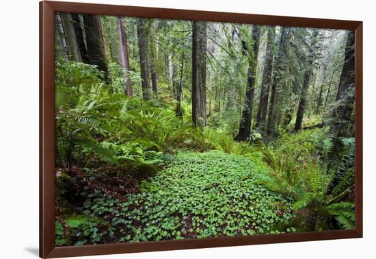 Redwood Trees in Morning Fog with Sunrays-Terry Eggers-Framed Photographic Print