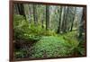 Redwood Trees in Morning Fog with Sunrays-Terry Eggers-Framed Photographic Print