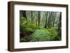 Redwood Trees in Morning Fog with Sunrays-Terry Eggers-Framed Photographic Print