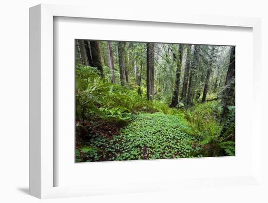 Redwood Trees in Morning Fog with Sunrays-Terry Eggers-Framed Photographic Print