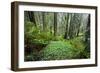 Redwood Trees in Morning Fog with Sunrays-Terry Eggers-Framed Photographic Print