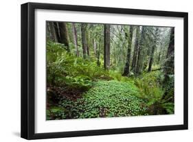 Redwood Trees in Morning Fog with Sunrays-Terry Eggers-Framed Photographic Print