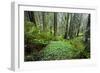 Redwood Trees in Morning Fog with Sunrays-Terry Eggers-Framed Photographic Print