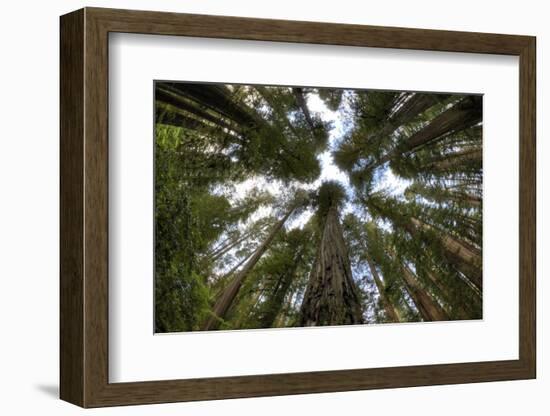 Redwood Trees in Morning Fog with Sunrays-Terry Eggers-Framed Photographic Print