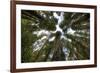 Redwood Trees in Morning Fog with Sunrays-Terry Eggers-Framed Photographic Print