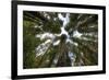 Redwood Trees in Morning Fog with Sunrays-Terry Eggers-Framed Photographic Print