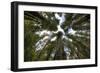 Redwood Trees in Morning Fog with Sunrays-Terry Eggers-Framed Photographic Print