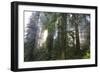 Redwood Trees in Morning Fog with Sunrays-Terry Eggers-Framed Photographic Print