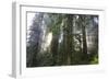 Redwood Trees in Morning Fog with Sunrays-Terry Eggers-Framed Photographic Print