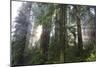 Redwood Trees in Morning Fog with Sunrays-Terry Eggers-Mounted Photographic Print