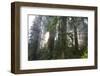 Redwood Trees in Morning Fog with Sunrays-Terry Eggers-Framed Photographic Print