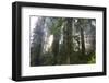 Redwood Trees in Morning Fog with Sunrays-Terry Eggers-Framed Photographic Print