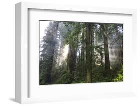 Redwood Trees in Morning Fog with Sunrays-Terry Eggers-Framed Photographic Print