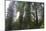 Redwood Trees in Morning Fog with Sunrays-Terry Eggers-Mounted Photographic Print