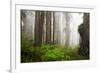 Redwood Trees in Morning Fog with Sunrays-Terry Eggers-Framed Photographic Print