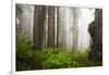 Redwood Trees in Morning Fog with Sunrays-Terry Eggers-Framed Photographic Print