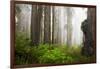 Redwood Trees in Morning Fog with Sunrays-Terry Eggers-Framed Photographic Print