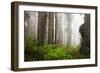 Redwood Trees in Morning Fog with Sunrays-Terry Eggers-Framed Photographic Print