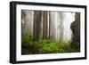 Redwood Trees in Morning Fog with Sunrays-Terry Eggers-Framed Photographic Print