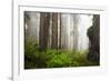 Redwood Trees in Morning Fog with Sunrays-Terry Eggers-Framed Photographic Print