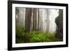 Redwood Trees in Morning Fog with Sunrays-Terry Eggers-Framed Photographic Print