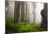 Redwood Trees in Morning Fog with Sunrays-Terry Eggers-Mounted Photographic Print