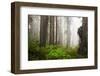 Redwood Trees in Morning Fog with Sunrays-Terry Eggers-Framed Photographic Print