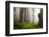 Redwood Trees in Morning Fog with Sunrays-Terry Eggers-Framed Photographic Print