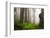 Redwood Trees in Morning Fog with Sunrays-Terry Eggers-Framed Photographic Print