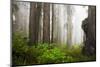 Redwood Trees in Morning Fog with Sunrays-Terry Eggers-Mounted Photographic Print