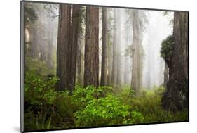 Redwood Trees in Morning Fog with Sunrays-Terry Eggers-Mounted Photographic Print