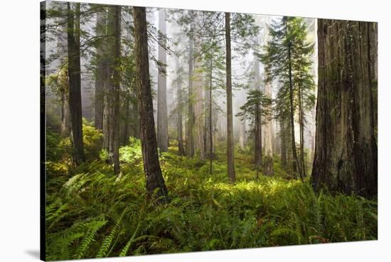 Redwood Trees in Morning Fog with Sunrays-Terry Eggers-Stretched Canvas