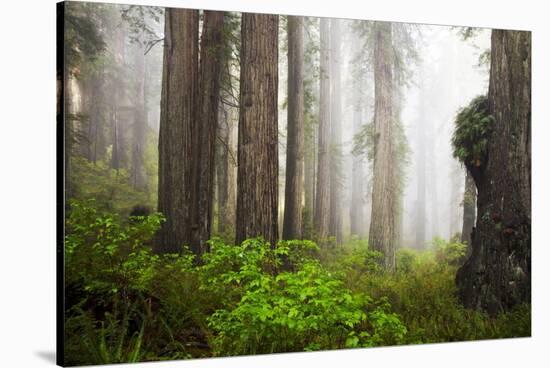 Redwood Trees in Morning Fog with Sunrays-Terry Eggers-Stretched Canvas