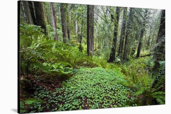 Redwood Trees in Morning Fog with Sunrays-Terry Eggers-Stretched Canvas