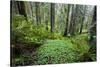 Redwood Trees in Morning Fog with Sunrays-Terry Eggers-Stretched Canvas