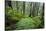 Redwood Trees in Morning Fog with Sunrays-Terry Eggers-Stretched Canvas