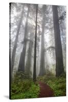 Redwood Trees in Morning Fog with Sunrays-Terry Eggers-Stretched Canvas