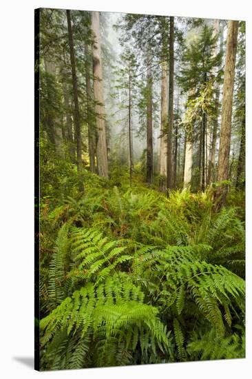 Redwood Trees in Morning Fog with Sunrays-Terry Eggers-Stretched Canvas