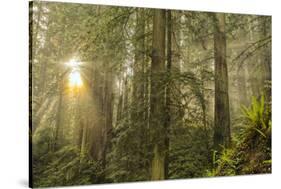 Redwood Trees in Morning Fog with Sunrays-Terry Eggers-Stretched Canvas