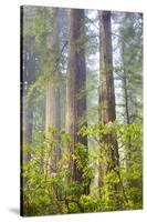 Redwood Trees in Morning Fog with Sunrays-Terry Eggers-Stretched Canvas