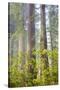 Redwood Trees in Morning Fog with Sunrays-Terry Eggers-Stretched Canvas