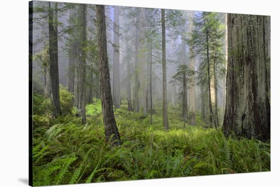 Redwood Trees in Morning Fog with Sunrays-Terry Eggers-Stretched Canvas