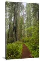 Redwood Trees in Morning Fog with Sunrays-Terry Eggers-Stretched Canvas