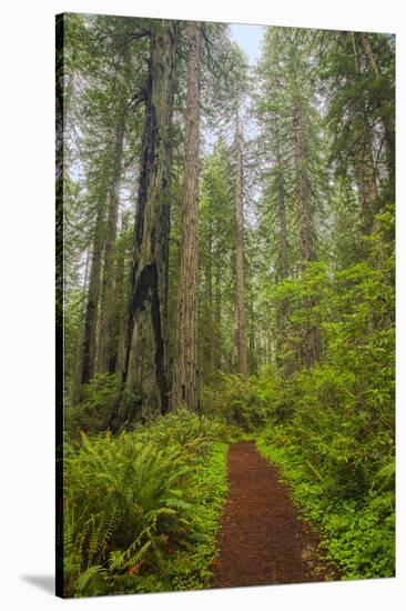 Redwood Trees in Morning Fog with Sunrays-Terry Eggers-Stretched Canvas