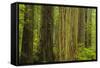 Redwood Trees in Morning Fog-Terry Eggers-Framed Stretched Canvas